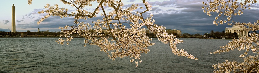 cherry blossoms